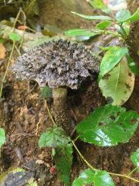 Strobilomyces confusus image