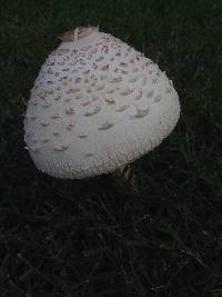 Chlorophyllum molybdites image