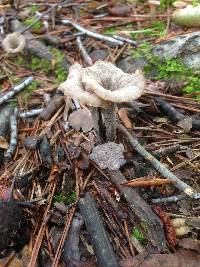 Craterellus fallax image