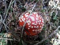 Amanita muscaria image