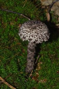 Strobilomyces strobilaceus image