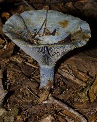 Lactarius indigo image