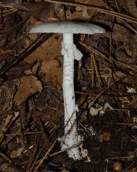 Amanita bisporigera image