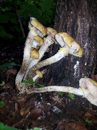 Armillaria mellea image