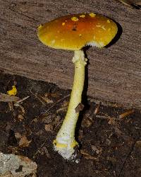 Amanita frostiana image