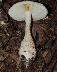 Amanita atkinsoniana image