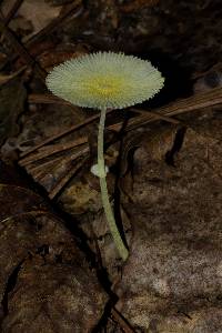 Leucocoprinus fragilissimus image