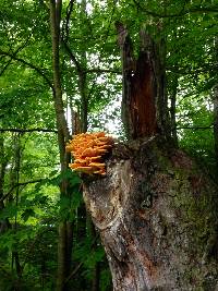 Laetiporus sulphureus image