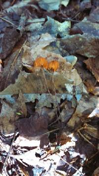 Marasmius siccus image