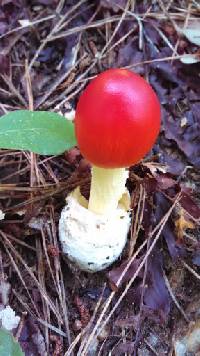 Amanita jacksonii image