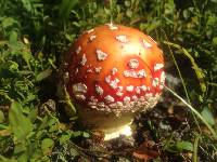 Amanita muscaria image