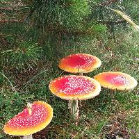 Amanita muscaria image