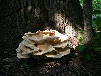 Laetiporus sulphureus image