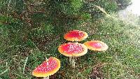 Amanita muscaria image