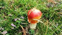 Amanita muscaria image