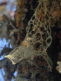 Ramalina menziesii image