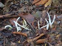 Clavaria fragilis image