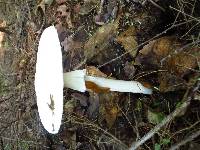 Amanita bisporigera image