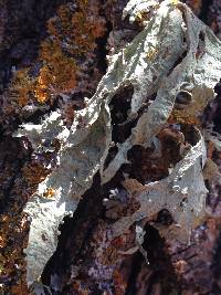 Ramalina leptocarpha image