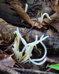 Clavaria fragilis image