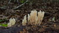 Artomyces pyxidatus image