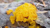 Tremella mesenterica image