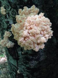 Hericium coralloides image