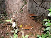 Ganoderma applanatum image