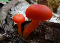 Hygrocybe coccinea image