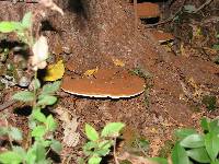 Ganoderma applanatum image