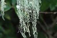 Ramalina menziesii image