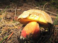 Boletus calopus image