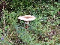 Image of Macrolepiota mastoidea