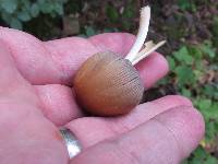 Coprinellus micaceus image