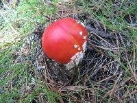 Amanita muscaria image