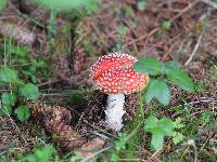 Amanita muscaria image