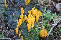 Ramaria aurea image