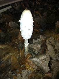 Coprinus comatus image