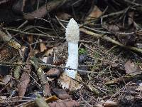 Phallus impudicus var. impudicus image