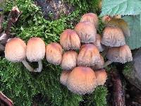 Coprinellus micaceus image