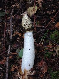 Phallus impudicus var. impudicus image