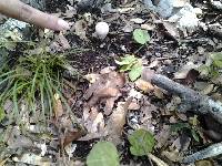 Lycoperdon perlatum image