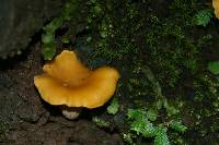 Cantharellus roseocanus image