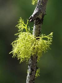 Letharia vulpina image