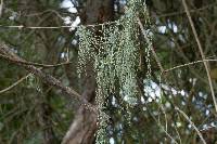 Ramalina menziesii image