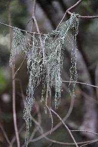 Ramalina menziesii image