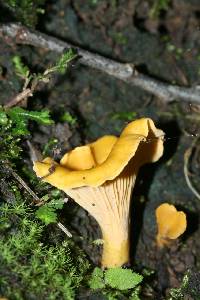 Cantharellus roseocanus image