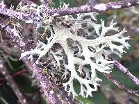 Evernia prunastri image