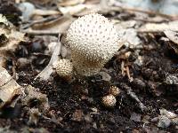 Lycoperdon perlatum image