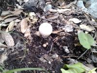 Lycoperdon perlatum image